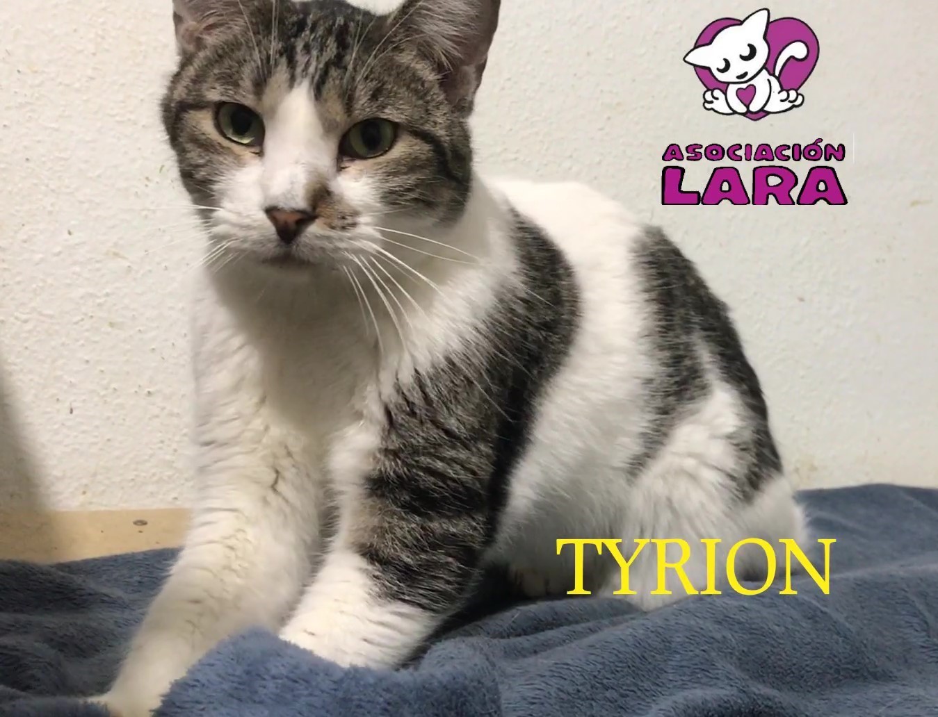 Tyrion: for-adoption, cat - Europeo, male